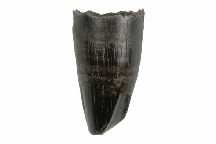 Cretaceous Boreal Crocodile Tooth - Hell Creek Formation #218544